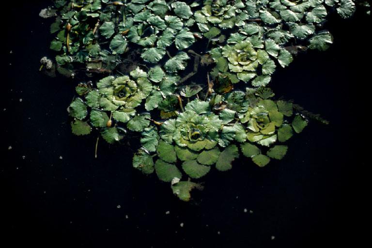 Trapa natans ve trapa bicornis nedir