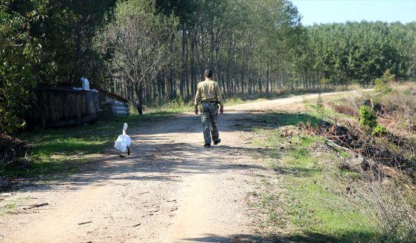Kuğuyla 33 yıl süren arkadaşlık