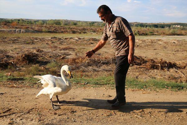 Kuğuyla 33 yıl süren arkadaşlık