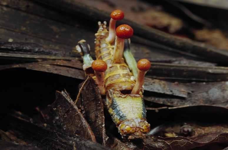 Kordiseps mantarı nedir