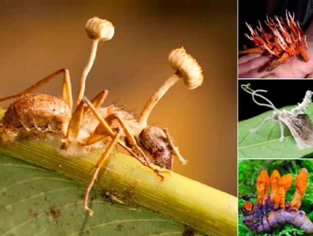 Kordiseps mantarı nedir