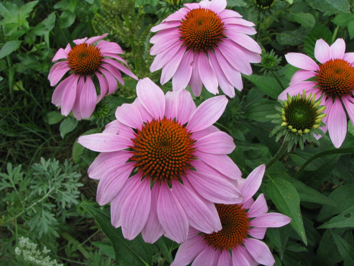 Kış geliyor, hazırlansın bitki çayları