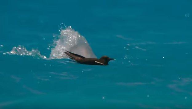 Ava giden kuşlar balıklara yem oldu