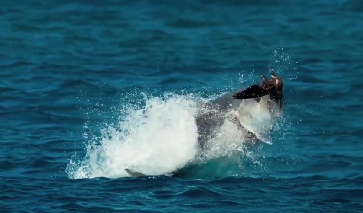 Ava giden kuşlar balıklara yem oldu