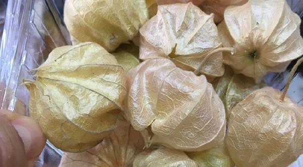 'Altın çilek' Karadeniz'de yetiştirilmeye başlandı