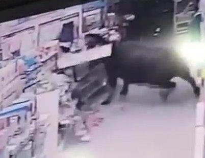 Çin'de boğa dehşeti