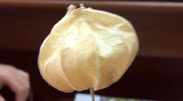 'Altın çilek' Karadeniz'de yetiştirilmeye başlandı