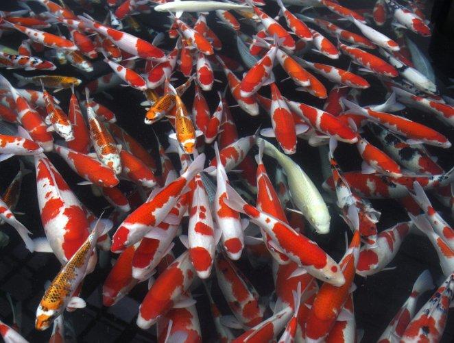 Trump'tan kutsal balıklara bir kutu yem