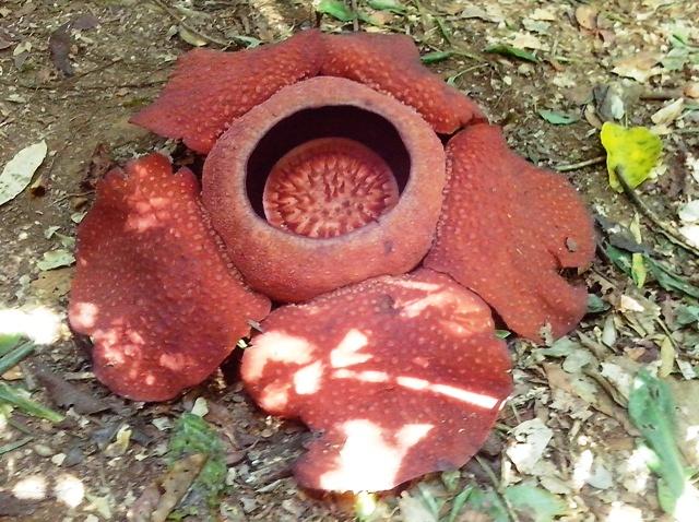 Rafflesia Arnoldii nedir