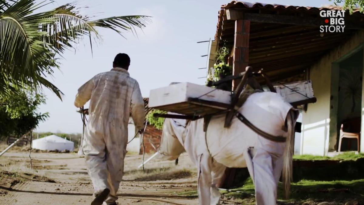 Eşeğe arıcı tulumu giydiren Brezilyalı adam