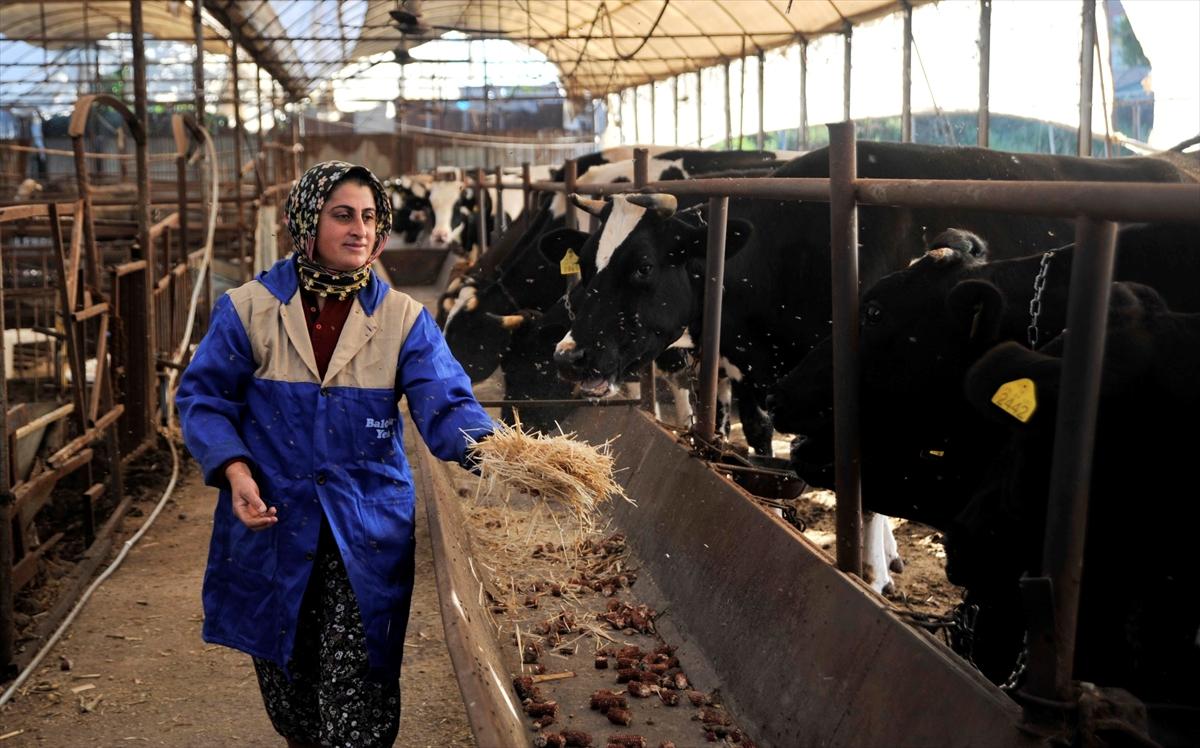 Hayvancılıkla servet sahibi oldu