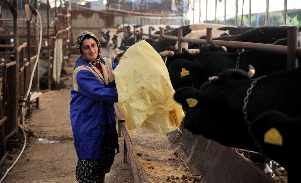 Hayvancılıkla servet sahibi oldu