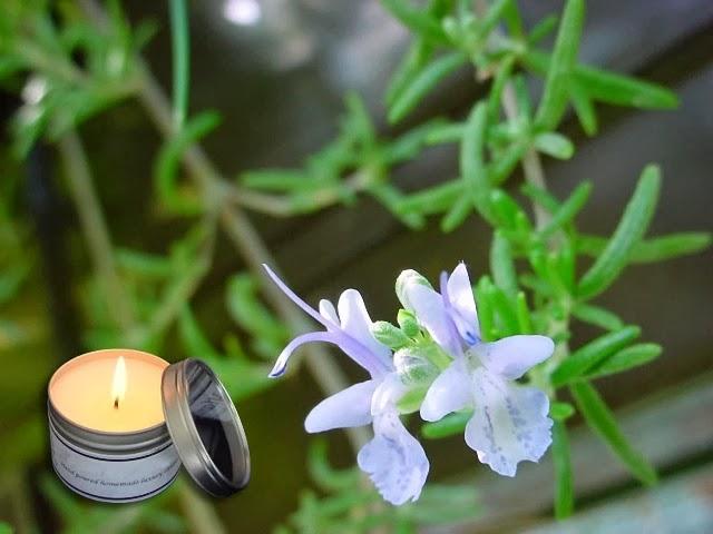 Paçuli bitkisi nedir