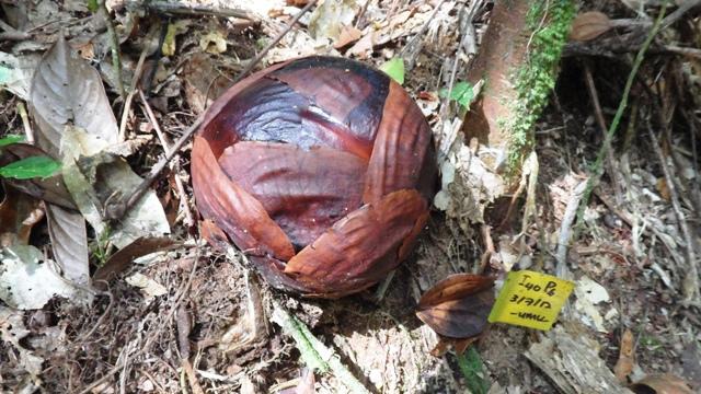 Rafflesia Arnoldii nedir