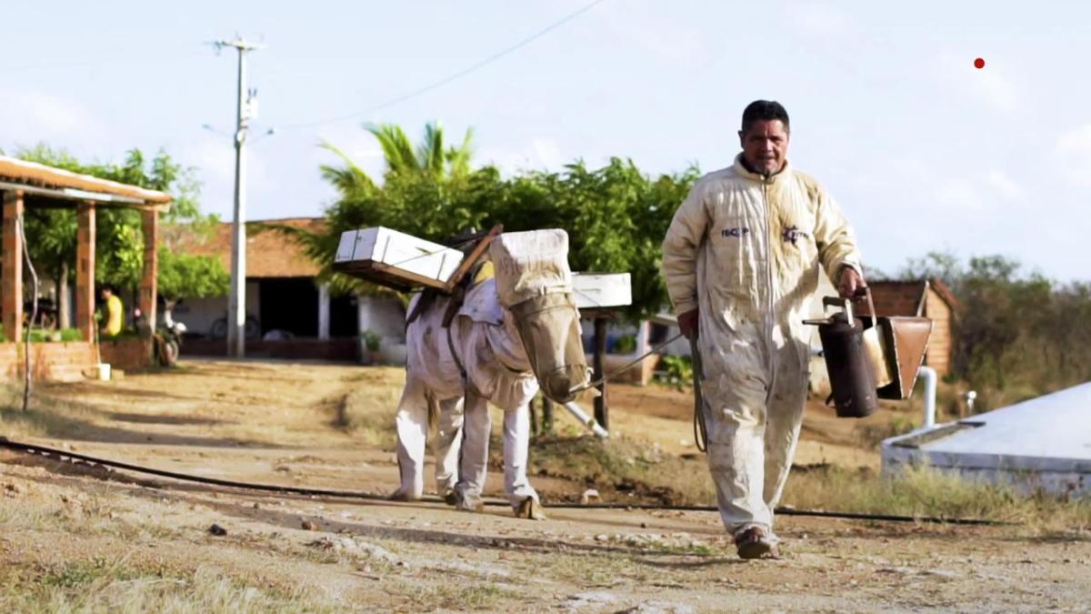Eşeğe arıcı tulumu giydiren Brezilyalı adam