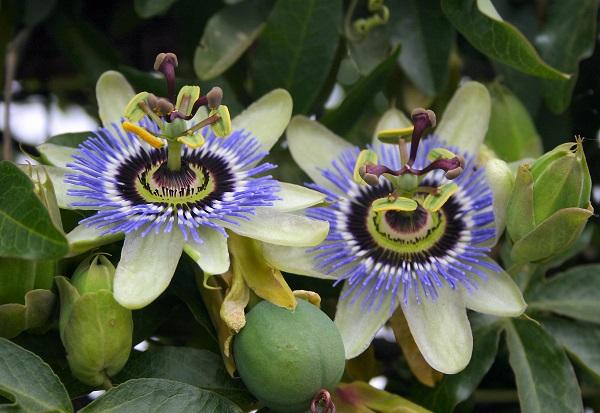 Passiflora nedir