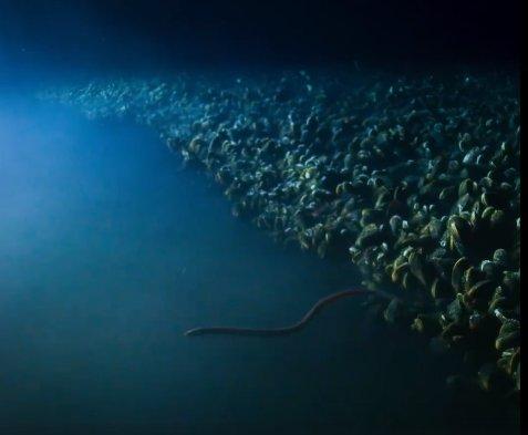 Yılan balıklarının hayatta kalma mücadelesi