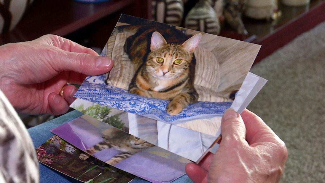 2 yılda 358 hayvanı katletti