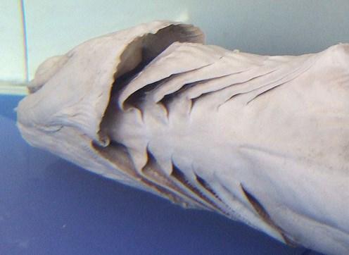 Fırfırlı köpekbalığı nedir