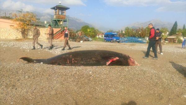 Antalya'nın 4 ilçesinde afet