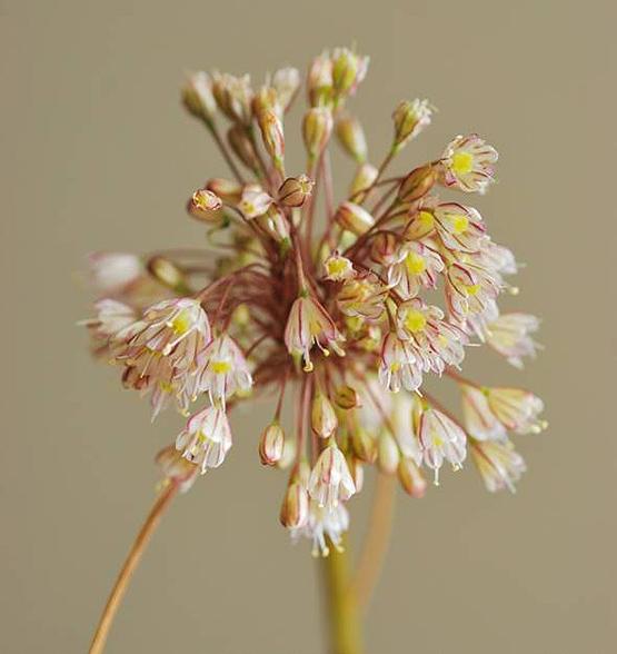 İstanbul'a özgü bitki keşfedildi