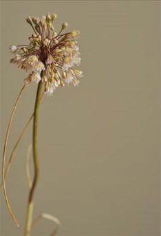 İstanbul'a özgü bitki keşfedildi