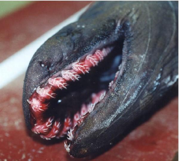 Fırfırlı köpekbalığı nedir