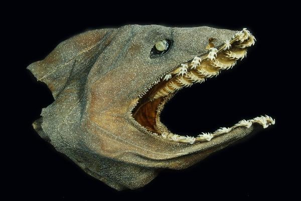 Fırfırlı köpekbalığı nedir