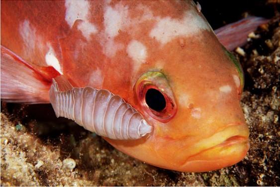 Cymothoa exigua nedir