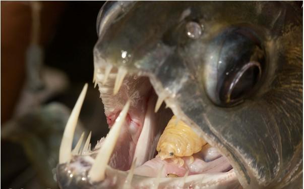 Cymothoa exigua nedir