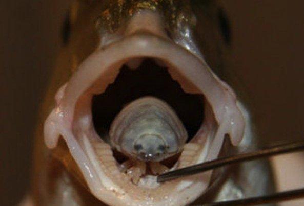 Cymothoa exigua nedir