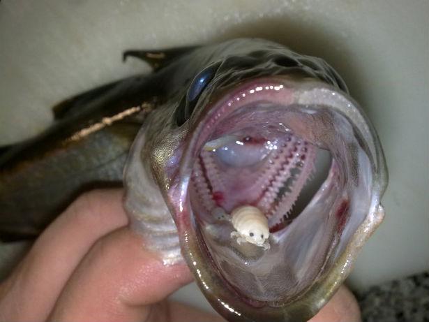 Cymothoa exigua nedir