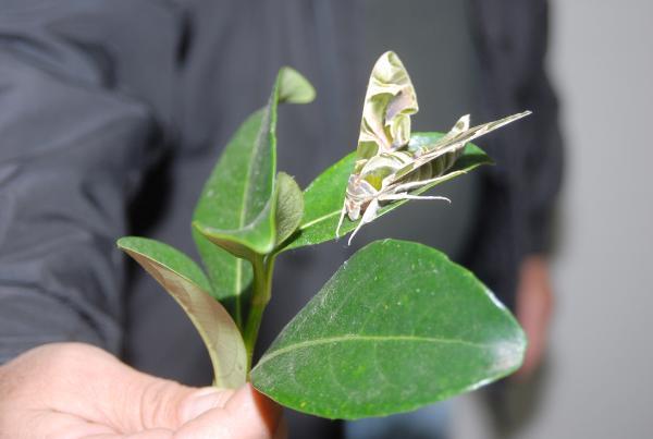 Serik'te 'Mekik Kelebeği' bulundu