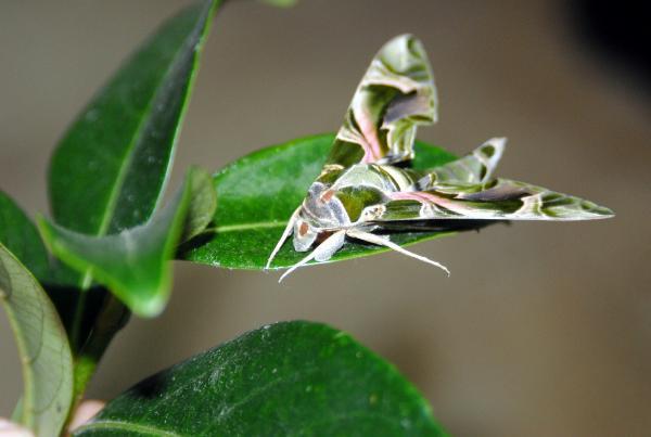 Serik'te 'Mekik Kelebeği' bulundu