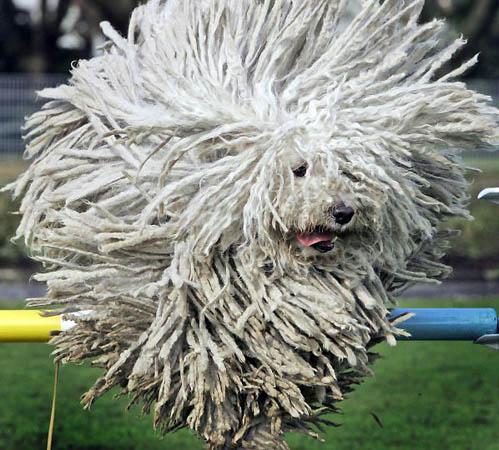 Komondor köpeğinin özellikleri nedir