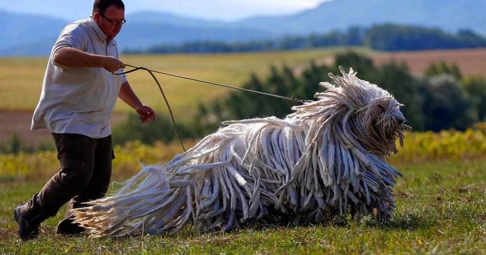 Komondor köpeğinin özellikleri nedir