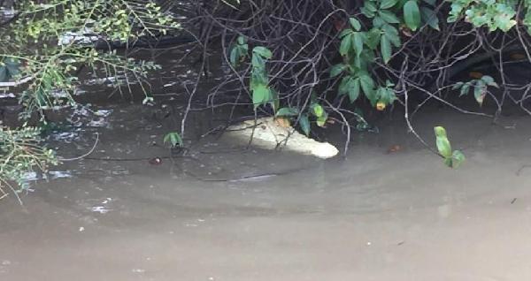 Nadir görünen beyaz timsah objektiflere takıldı