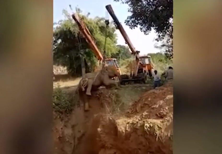 Hindistan'da fil kurtarma operasyonu
