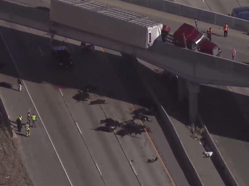 ABD'de 25 inek telef oldu