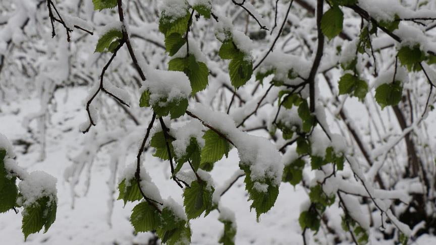 Meteorolojiden 5 ilde zirai don ve buzlanma uyarısı