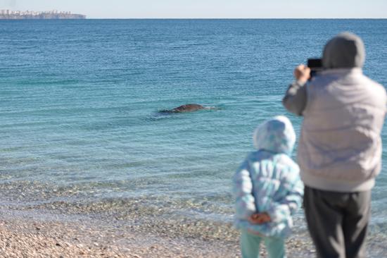 Konyaaltı Plajı'nda Akdeniz foku heyecanı
