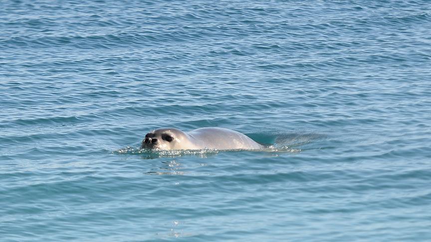 Konyaaltı Plajı'nda Akdeniz foku heyecanı