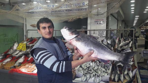 Karadeniz'den 10 kiloluk levrek çıktı