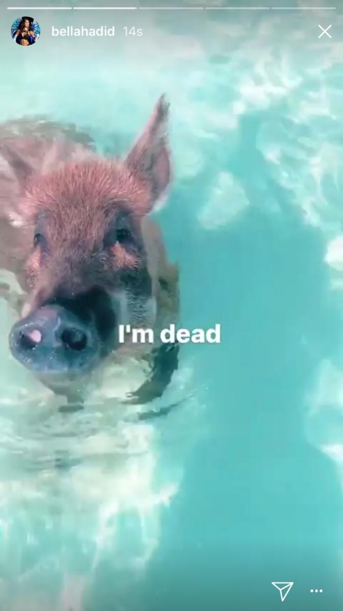 Bella Hadid domuzlarla serinledi