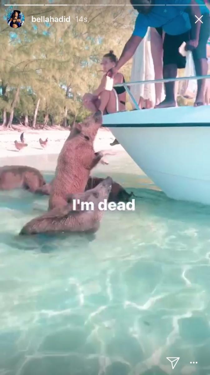 Bella Hadid domuzlarla serinledi