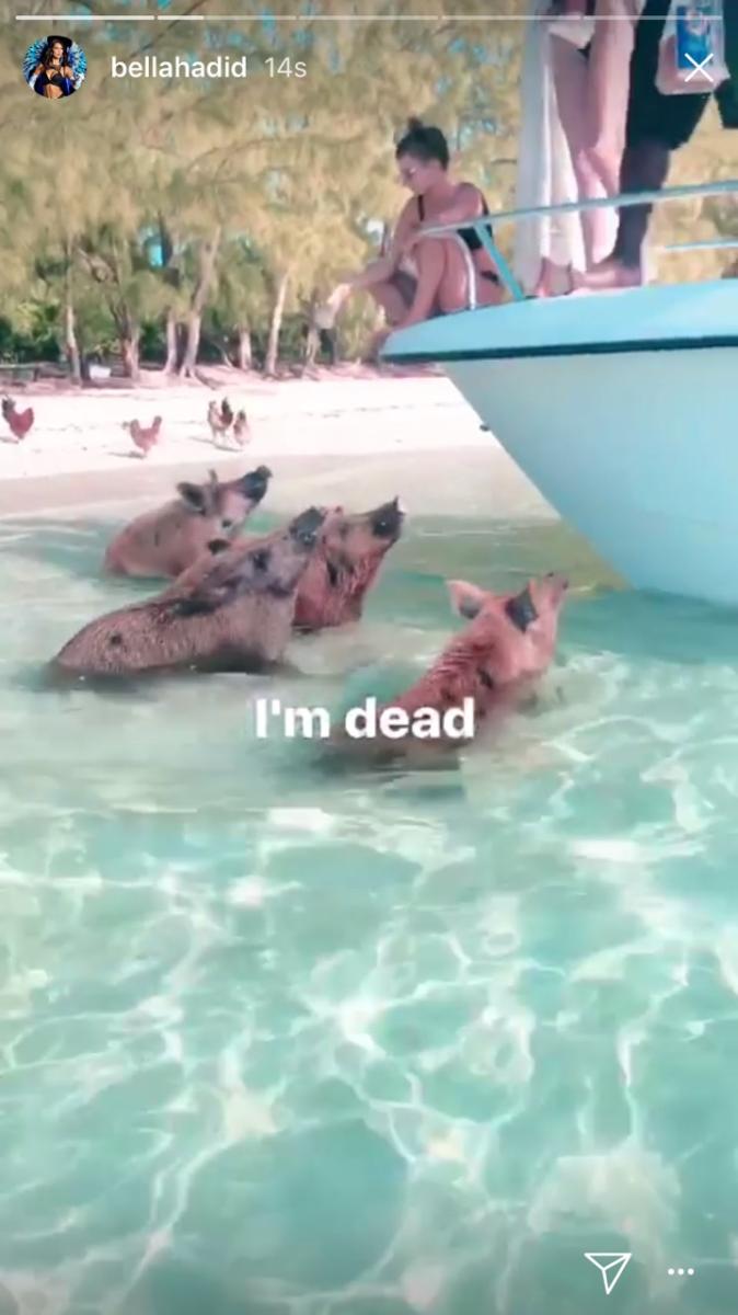 Bella Hadid domuzlarla serinledi