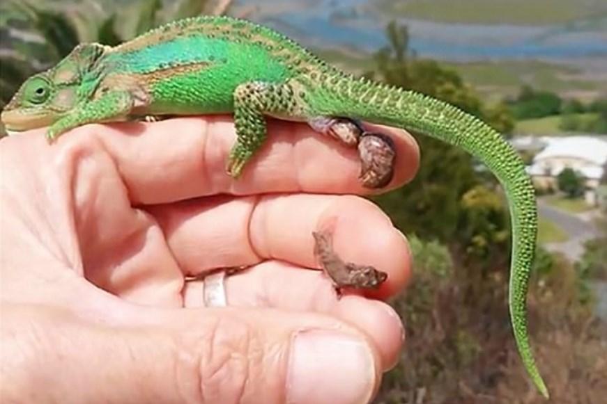 Bukalemunun doğum anı