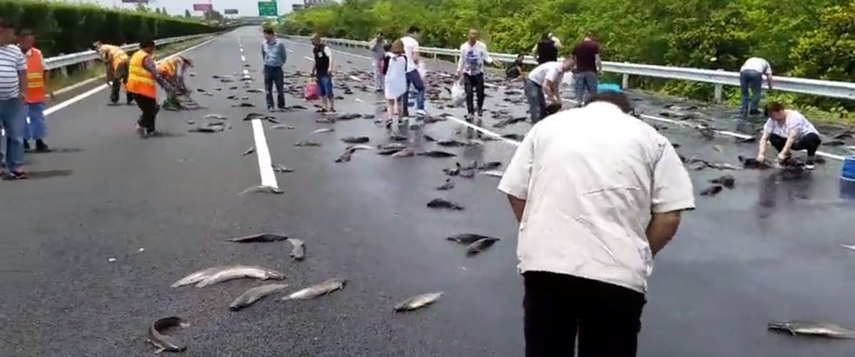 Çin'de otobanı balıklar kapladı