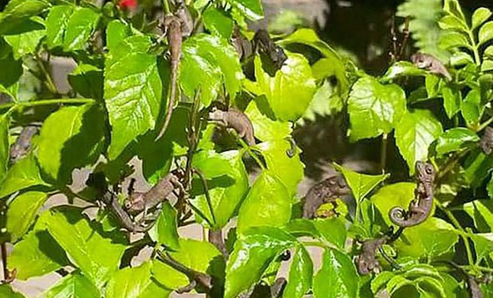 Bukalemunun doğum anı