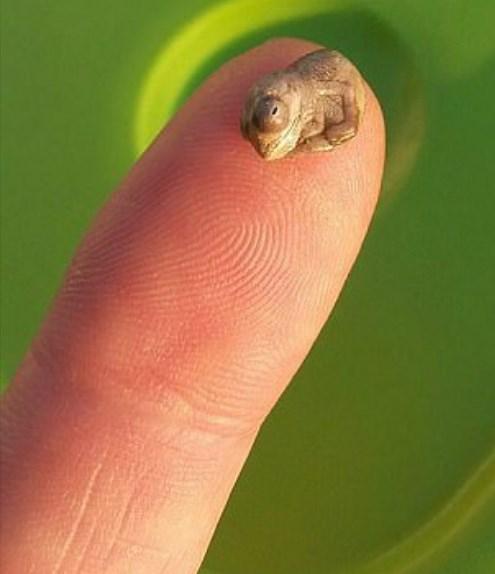 Bukalemunun doğum anı